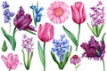 Tulips, hyacinths, iris and gerbera. Set of watercolor spring flowers, botanical illustrations, hand drawn floral