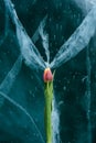 Tulips on Ice. Royalty Free Stock Photo