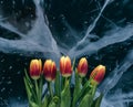 Tulips on Ice. Royalty Free Stock Photo