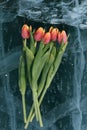 Tulips on Ice. Royalty Free Stock Photo