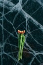 Tulips on Ice. Royalty Free Stock Photo