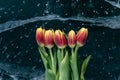 Tulips on Ice. Royalty Free Stock Photo