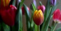 A bunch of tulips, red, yellow, purple and red. Royalty Free Stock Photo