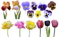 Tulips irises pansies Royalty Free Stock Photo