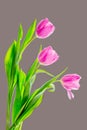 Three Tulips