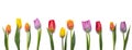 Tulips isolated on white background Royalty Free Stock Photo