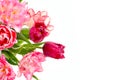Tulips on white background. Free space for text