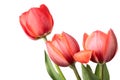 Red tulip flowers isolated on a white background Royalty Free Stock Photo