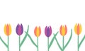 Tulips isolated on white background vector banner Royalty Free Stock Photo