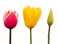 Tulips Isolated