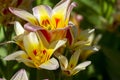 Tulips of the Kaufmanniana Floresta species. Royalty Free Stock Photo