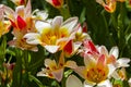 Tulips of the Kaufmanniana Floresta species. Royalty Free Stock Photo