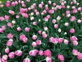 Tulips in Keukenhof