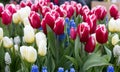 Tulips in Keukenhof park, Lisse. Netherlands. Royalty Free Stock Photo