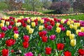 Tulips in Kurpark Oberlaa Vienna Austria spring Royalty Free Stock Photo