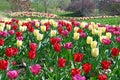 Tulips in Kurpark Oberlaa Vienna spring Royalty Free Stock Photo