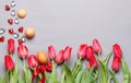 Tulips laid out on gray background in row, top view Royalty Free Stock Photo