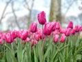 Tulips during Laleli festival in Istanbul Royalty Free Stock Photo