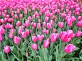 Tulips during Laleli festival in Istanbul Royalty Free Stock Photo