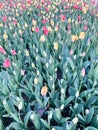 Tulips during Laleli festival in Istanbul Royalty Free Stock Photo