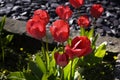 Tulips in a Lancashire Garden