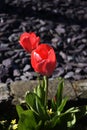 Tulips in a Lancashire Garden