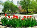Tulips on the lawn. Royalty Free Stock Photo