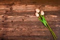 Tulips lie on a brown wooden texture. Place for advertisements and text Royalty Free Stock Photo