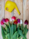 Tulips on a light wooden substrate are watered from a yellow watering can. Royalty Free Stock Photo