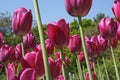 Tulips field Lily family, Liliaceae Royalty Free Stock Photo
