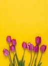 Tulips Lily family, Liliaceae on yellow background.