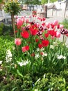 Tulips in a little park Royalty Free Stock Photo