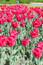 The tulips Royalty Free Stock Photo