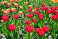 Tulips are a lot on the field bright red as the background.