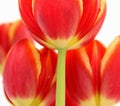 Tulips Royalty Free Stock Photo