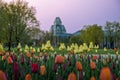 Tulips on Major's Hill Park, Canadian Tulip Festival, Ottawa, Ontario, Canada Royalty Free Stock Photo