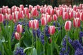tulips at malborough college in wiltshire