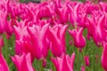 Tulips of the Mariette species. Royalty Free Stock Photo