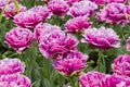 Tulips of the Mascotte species. Royalty Free Stock Photo