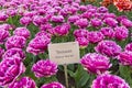 Tulips of the Mascotte species. Royalty Free Stock Photo