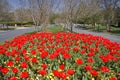 Tulips in the Median by the Street