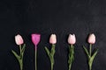 Tulips with menstrual cup as a flower on black background