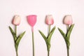 Tulips with menstrual cup as a flower on white background