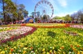 Tulips and merry go round at Floriade Canberra Royalty Free Stock Photo