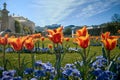 Tulips in Mirabell Palace`s garden. Salzburg