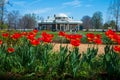 Tulips With Monticello Estate in Distance Royalty Free Stock Photo