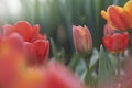 Tulips in the morning light Royalty Free Stock Photo