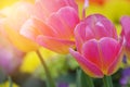 Tulips in morning sunlight, sweet soft beautiful flower background.