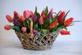 Tulips. Mother`s day. Bouquet colorful of tulips in the basket on white background.