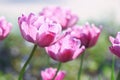 Tulips : Mothers Day Valentines flowers - Stock Photos Royalty Free Stock Photo